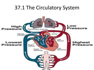 37.1 The Circulatory System  