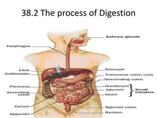 38.2 The process of Digestion 