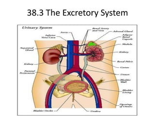38.3 The Excretory System  