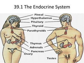 39.1 The Endocrine System 