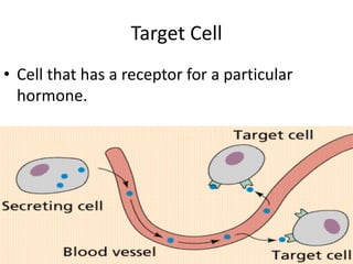 Target CellCell that has a receptor for a particular hormone. 