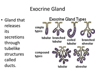 Exocrine Gland Gland that releases its secretions through tubelike structures called ducts.