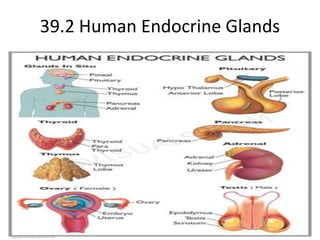 39.2 Human Endocrine Glands 
