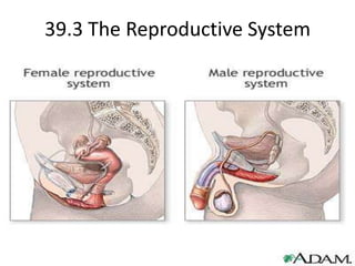 39.3 The Reproductive System 