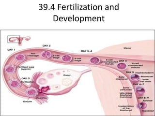 39.4 Fertilization and Development  