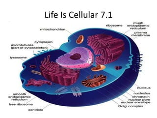 Life Is Cellular 7.1 