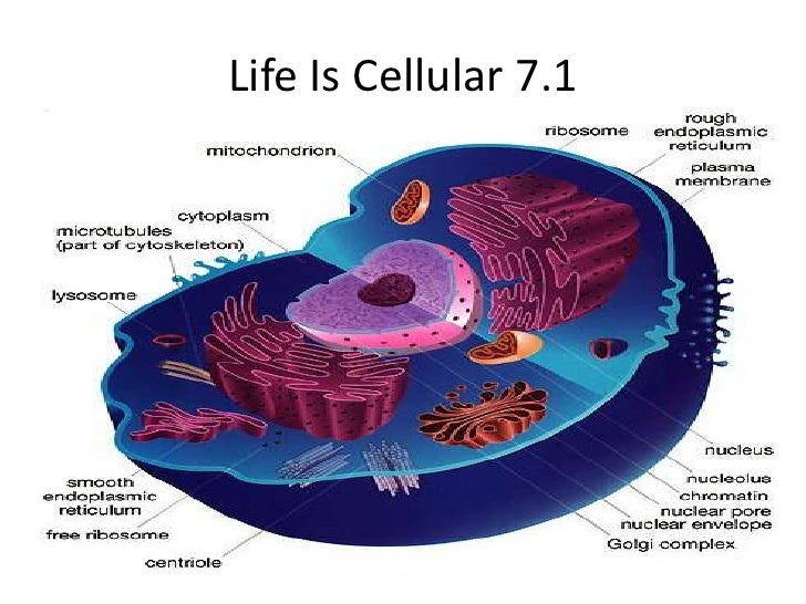 Biology 7 1