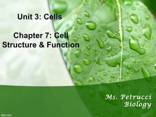 Unit 3: Cells 
Chapter 7: Cell 
Structure & Function 
Ms. Petrucci 
Biology 
 