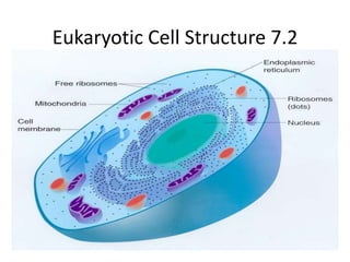 Eukaryotic Cell Structure 7.2 
