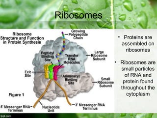 Biology 7-2 Eukaryotic Cell Structure.ppt