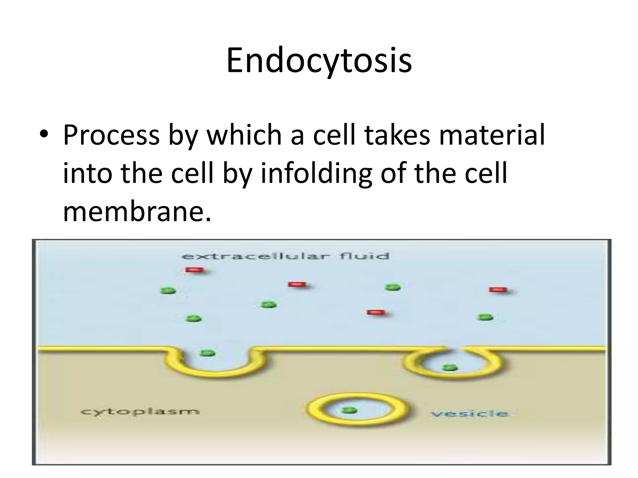 EndocytosisProcess by which a cell takes material into the cell by infolding of the cell membrane.
