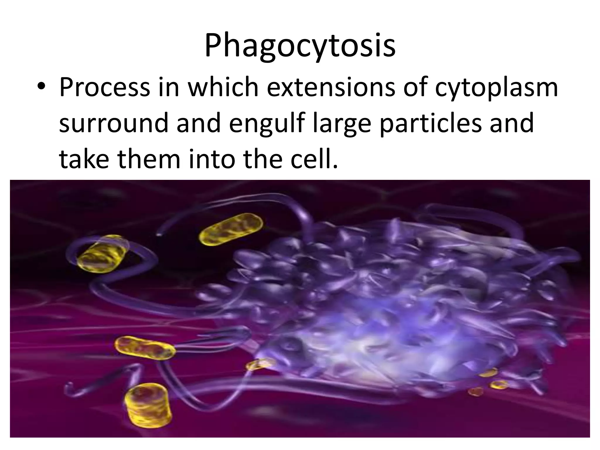 PhagocytosisProcess in which extensions of cytoplasm surround and engulf large particles and take them into the cell.