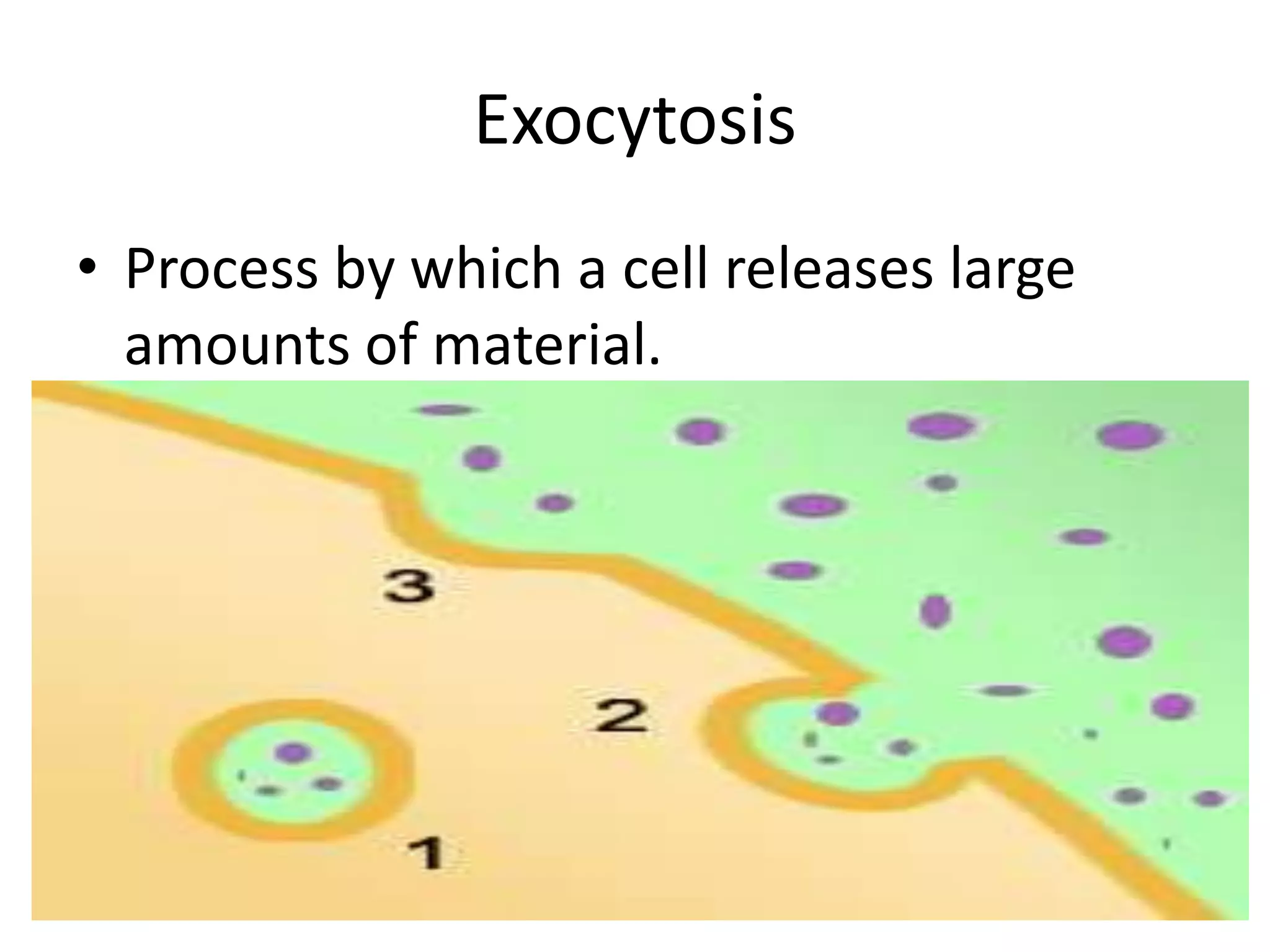 ExocytosisProcess by which a cell releases large amounts of material.