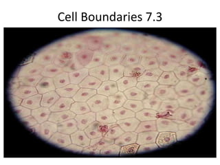 Cell Boundaries 7.3 