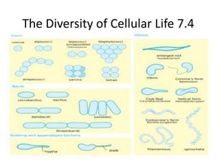 The Diversity of Cellular Life 7.4 
