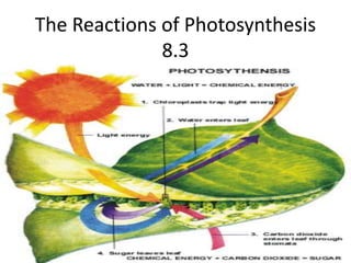 The Reactions of Photosynthesis 8.3 