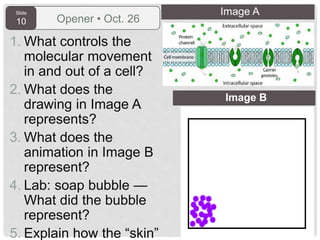Slide
10 Opener • Oct. 26
1. What controls the
molecular movement
in and out of a cell?
2. What does the
drawing in Image A
represents?
3. What does the
animation in Image B
represent?
4. Lab: soap bubble —
What did the bubble
represent?
5. Explain how the “skin”
Image B
Image A
 