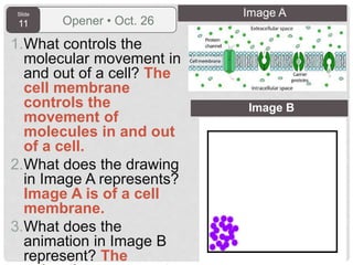 Slide
11 Opener • Oct. 26
1.What controls the
molecular movement in
and out of a cell? The
cell membrane
controls the
movement of
molecules in and out
of a cell.
2.What does the drawing
in Image A represents?
Image A is of a cell
membrane.
3.What does the
animation in Image B
represent? The
Image B
Image A
 