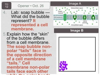 Slide
12 Opener • Oct. 26
4. Lab: soap bubble —
What did the bubble
represent? It
represented a cell
membrane.
5.Explain how the “skin”
of the bubble differs
from a cell membrane.
The soap bubble non-
polar “tails” face in
the opposite direction
of a cell membrane
“tails.” Cell
membrane non-polar
tails face each other
Image B
Image A
 