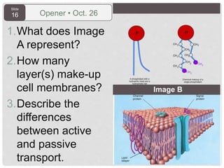 Slide
16 Opener • Oct. 26
1.What does Image
A represent?
2.How many
layer(s) make-up
cell membranes?
3.Describe the
differences
between active
and passive
transport.
Image B
 