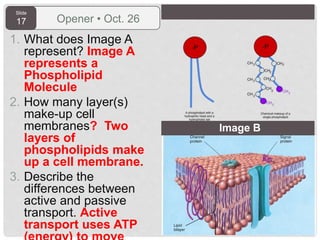 Slide
17 Opener • Oct. 26
1. What does Image A
represent? Image A
represents a
Phospholipid
Molecule
2. How many layer(s)
make-up cell
membranes? Two
layers of
phospholipids make
up a cell membrane.
3. Describe the
differences between
active and passive
transport. Active
transport uses ATP
Image B
 