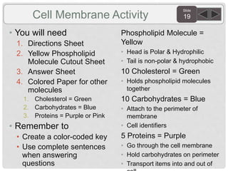 Slide
19
• You will need
1. Directions Sheet
2. Yellow Phospholipid
Molecule Cutout Sheet
3. Answer Sheet
4. Colored Paper for other
molecules
1. Cholesterol = Green
2. Carbohydrates = Blue
3. Proteins = Purple or Pink
• Remember to
• Create a color-coded key
• Use complete sentences
when answering
questions
Phospholipid Molecule =
Yellow
• Head is Polar & Hydrophilic
• Tail is non-polar & hydrophobic
10 Cholesterol = Green
• Holds phospholipid molecules
together
10 Carbohydrates = Blue
• Attach to the perimeter of
membrane
• Cell identifiers
5 Proteins = Purple
• Go through the cell membrane
• Hold carbohydrates on perimeter
• Transport items into and out of
Cell Membrane Activity
 