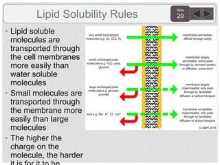 Slide
20
• Lipid soluble
molecules are
transported through
the cell membranes
more easily than
water soluble
molecules
• Small molecules are
transported through
the membrane more
easily than large
molecules
• The higher the
charge on the
molecule, the harder
Lipid Solubility Rules
 