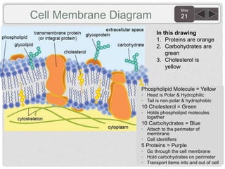 Slide
21Cell Membrane Diagram
In this drawing
1. Proteins are orange
2. Carbohydrates are
green
3. Cholesterol is
yellow
Phospholipid Molecule = Yellow
• Head is Polar & Hydrophilic
• Tail is non-polar & hydrophobic
10 Cholesterol = Green
• Holds phospholipid molecules
together
10 Carbohydrates = Blue
• Attach to the perimeter of
membrane
• Cell identifiers
5 Proteins = Purple
• Go through the cell membrane
• Hold carbohydrates on perimeter
• Transport items into and out of cell
 