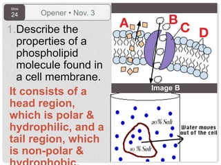 Slide
24 Opener • Nov. 3
1.Describe the
properties of a
phospholipid
molecule found in
a cell membrane.
It consists of a
head region,
which is polar &
hydrophilic, and a
tail region, which
is non-polar &
Image B
 