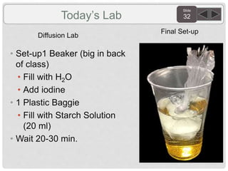 Slide
32Today’s Lab
Diffusion Lab
• Set-up1 Beaker (big in back
of class)
• Fill with H2O
• Add iodine
• 1 Plastic Baggie
• Fill with Starch Solution
(20 ml)
• Wait 20-30 min.
Final Set-up
 