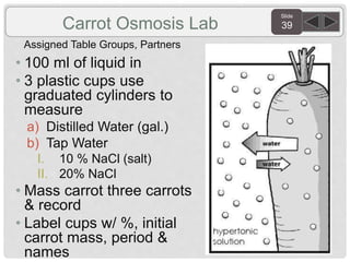 Slide
39Carrot Osmosis Lab
Assigned Table Groups, Partners
• 100 ml of liquid in
• 3 plastic cups use
graduated cylinders to
measure
a) Distilled Water (gal.)
b) Tap Water
I. 10 % NaCl (salt)
II. 20% NaCl
• Mass carrot three carrots
& record
• Label cups w/ %, initial
carrot mass, period &
names
 