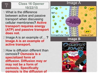 Slide
7
Class 16 Opener
10/22/15
1.What is the difference
between active and passive
transport when discussing
cellular membranes? Active
transport requires energy
(ATP) and passive transport
does not.
2.Image A is an example of… ?
Image A is an example of
active transport.
3.How is diffusion different than
osmosis? Osmosis is a
specialized form of
diffusion. Diffusion may or
may not be a form of
osmosis. Specifically
osmosis is the diffusion of
Image B
Image A
 