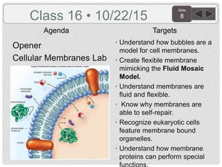Slide
8
Agenda Targets
Class 16 • 10/22/15
Opener
Cellular Membranes Lab
• Understand how bubbles are a
model for cell membranes.
• Create flexible membrane
mimicking the Fluid Mosaic
Model.
• Understand membranes are
fluid and flexible.
• Know why membranes are
able to self-repair.
• Recognize eukaryotic cells
feature membrane bound
organelles.
• Understand how membrane
proteins can perform special
 