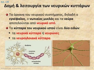 Δομή & λειτουργία των νευρικών κυττάρων
Τα όργανα του νευρικού συστήματος, δηλαδή ο
εγκέφαλος, ο νωτιαίος μυελός και τα νεύρα
αποτελούνται από νευρικό ιστό.
Τα κύτταρα του νευρικού ιστού είναι δύο ειδών:
 τα νευρικά κύτταρα ή νευρώνες
 τα νευρογλοιακά κύτταρα
Βιολογία Α' Λυκ.- Θ.Ταντανάσης 10
Σελ. 139
 