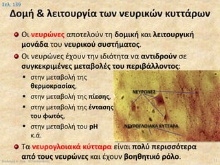 Δομή & λειτουργία των νευρικών κυττάρων
Οι νευρώνες αποτελούν τη δομική και λειτουργική
μονάδα του νευρικού συστήματος.
Οι νευρώνες έχουν την ιδιότητα να αντιδρούν σε
συγκεκριμένες μεταβολές του περιβάλλοντος:
 στην μεταβολή της
θερμοκρασίας,
 στην μεταβολή της πίεσης,
 στην μεταβολή της έντασης
του φωτός,
 στην μεταβολή του pH
κ.ά.
Τα νευρογλοιακά κύτταρα είναι πολύ περισσότερα
από τους νευρώνες και έχουν βοηθητικό ρόλο.Βιολογία Α' Λυκ.- Θ.Ταντανάσης 11
Σελ. 139
 