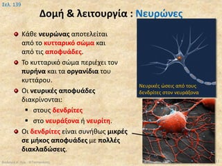Δομή & λειτουργία : Νευρώνες
Κάθε νευρώνας αποτελείται
από το κυτταρικό σώμα και
από τις αποφυάδες.
Το κυτταρικό σώμα περιέχει τον
πυρήνα και τα οργανίδια του
κυττάρου.
Οι νευρικές αποφυάδες
διακρίνονται:
 στους δενδρίτες
 στο νευράξονα ή νευρίτη.
Οι δενδρίτες είναι συνήθως μικρές
σε μήκος αποφυάδες με πολλές
διακλαδώσεις.
Βιολογία Α' Λυκ.- Θ.Ταντανάσης
Σελ. 139
Νευρικές ώσεις από τους
δενδρίτες στον νευράξονα
12
 