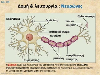 Δομή & λειτουργία : Νευρώνες
Βιολογία Α' Λυκ.- Θ.Ταντανάσης 13
Σελ. 139
Η μυελίνη είναι ένα περίβλημα του νευράξονα που αποτελείται από επάλληλα
στρώματα μεμβράνης νευρογλοιακών κυττάρων. Το περίβλημα μυέλινης επιταχύνει
τη μεταφορά της νευρικής ώσης στο νευράξονα.
 
