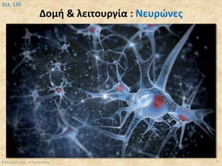 Δομή & λειτουργία : Νευρώνες
Βιολογία Α' Λυκ.- Θ.Ταντανάσης 15
Σελ. 139
 