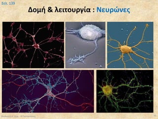 Δομή & λειτουργία : Νευρώνες
Βιολογία Α' Λυκ.- Θ.Ταντανάσης 16
Σελ. 139
 