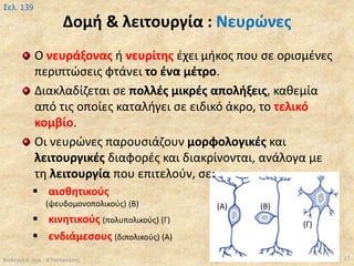 Δομή & λειτουργία : Νευρώνες
Ο νευράξονας ή νευρίτης έχει μήκος που σε ορισμένες
περιπτώσεις φτάνει το ένα μέτρο.
Διακλαδίζεται σε πολλές μικρές απολήξεις, καθεμία
από τις οποίες καταλήγει σε ειδικό άκρο, το τελικό
κομβίο.
Οι νευρώνες παρουσιάζουν μορφολογικές και
λειτουργικές διαφορές και διακρίνονται, ανάλογα με
τη λειτουργία που επιτελούν, σε:
 αισθητικούς
(ψευδομονοπολικούς) (Β)
 κινητικούς (πολυπολικούς) (Γ)
 ενδιάμεσους (διπολικούς) (Α)
Βιολογία Α' Λυκ.- Θ.Ταντανάσης 17
Σελ. 139
(Α) (Β)
(Γ)
 
