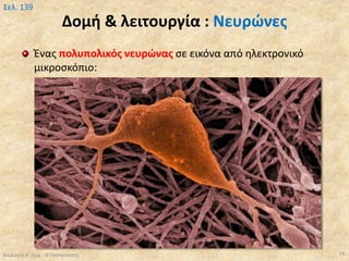 Δομή & λειτουργία : Νευρώνες
Ένας πολυπολικός νευρώνας σε εικόνα από ηλεκτρονικό
μικροσκόπιο:
Βιολογία Α' Λυκ.- Θ.Ταντανάσης 18
Σελ. 139
 