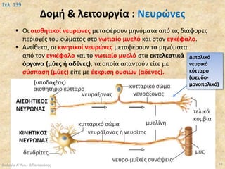 Δομή & λειτουργία : Νευρώνες
Βιολογία Α' Λυκ.- Θ.Ταντανάσης 19
Σελ. 139
Διπολικό
νευρικό
κύτταρο
(ψευδο-
μονοπολικό)
 Οι αισθητικοί νευρώνες μεταφέρουν μηνύματα από τις διάφορες
περιοχές του σώματος στο νωτιαίο μυελό και στον εγκέφαλο.
 Αντίθετα, οι κινητικοί νευρώνες μεταφέρουν τα μηνύματα
από τον εγκέφαλο και το νωτιαίο μυελό στα εκτελεστικά
όργανα (μύες ή αδένες), τα οποία απαντούν είτε με
σύσπαση (μύες) είτε με έκκριση ουσιών (αδένες).
(υποδοχέας)
 