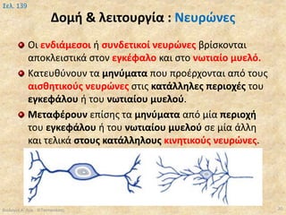 Δομή & λειτουργία : Νευρώνες
Οι ενδιάμεσοι ή συνδετικοί νευρώνες βρίσκονται
αποκλειστικά στον εγκέφαλο και στο νωτιαίο μυελό.
Κατευθύνουν τα μηνύματα που προέρχονται από τους
αισθητικούς νευρώνες στις κατάλληλες περιοχές του
εγκεφάλου ή του νωτιαίου μυελού.
Μεταφέρουν επίσης τα μηνύματα από μία περιοχή
του εγκεφάλου ή του νωτιαίου μυελού σε μία άλλη
και τελικά στους κατάλληλους κινητικούς νευρώνες.
Βιολογία Α' Λυκ.- Θ.Ταντανάσης 20
Σελ. 139
 