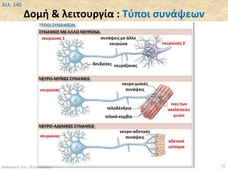 Δομή & λειτουργία : Τύποι συνάψεων
Βιολογία Α' Λυκ.- Θ.Ταντανάσης 21
Σελ. 140
 