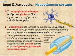 Δομή & λειτουργία : Νευρογλοιακά κύτταρα
Τα νευρογλοιακά κύτταρα
(νεύρο και γλοία = κόλλα)
έχουν ποικίλα σχήματα και
ειδικές λειτουργίες.
Τα βοηθητικά αυτά κύτταρα προμηθεύουν με θρεπτικά
συστατικά το νευρώνα και χρησιμεύουν στην απορρόφηση
και απομάκρυνση των άχρηστων ουσιών από αυτούς.
Τα νευρογλοιακά κύτταρα, που
περιβάλλουν το νευράξονα των
περισσότερων από τους νευρώνες,
συμβάλλουν στη μόνωσή του και
στην επιτάχυνση της μεταφοράς
της νευρικής ώσης.
Βιολογία Α' Λυκ.- Θ.Ταντανάσης 22
Σελ. 140
νευρογλοιακό
κύτταρο σε
μορφή
μυελίνης
 