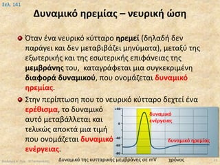 Δυναμικό ηρεμίας – νευρική ώση
Βιολογία Α' Λυκ.- Θ.Ταντανάσης 23
Σελ. 141
Όταν ένα νευρικό κύτταρο ηρεμεί (δηλαδή δεν
παράγει και δεν μεταβιβάζει μηνύματα), μεταξύ της
εξωτερικής και της εσωτερικής επιφάνειας της
μεμβράνης του, καταγράφεται μια συγκεκριμένη
διαφορά δυναμικού, που ονομάζεται δυναμικό
ηρεμίας.
Στην περίπτωση που το νευρικό κύτταρο δεχτεί ένα
ερέθισμα, το δυναμικό
αυτό μεταβάλλεται και
τελικώς αποκτά μια τιμή
που ονομάζεται δυναμικό
ενέργειας.
χρόνοςΔυναμικό της κυτταρικής μεμβράνης σε mV
δυναμικό
ενέργειας
δυναμικό ηρεμίας
 