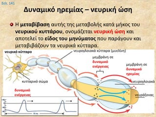Δυναμικό ηρεμίας – νευρική ώση
Η μεταβίβαση αυτής της μεταβολής κατά μήκος του
νευρικού κυττάρου, ονομάζεται νευρική ώση και
αποτελεί το είδος του μηνύματος που παράγουν και
μεταβιβάζουν τα νευρικά κύτταρα.
Βιολογία Α' Λυκ.- Θ.Ταντανάσης 24
Σελ. 141
μεμβράνη σε
δυναμικό
ηρεμίας
μεμβράνη σε
δυναμικό
ενέργειας
νευράξονας
νευρογλοιακά
νευρογλοιακά κύτταρα (μυελίνη)
κυτταρικό σώμα
δυναμικό
ενέργειας
νευρικό κύτταρο
 