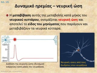 Δυναμικό ηρεμίας – νευρική ώση
Η μεταβίβαση αυτής της μεταβολής κατά μήκος του
νευρικού κυττάρου, ονομάζεται νευρική ώση και
αποτελεί το είδος του μηνύματος που παράγουν και
μεταβιβάζουν τα νευρικά κύτταρα.
Βιολογία Α' Λυκ.- Θ.Ταντανάσης 25
Σελ. 141
Νευρικές ώσεις από τους
δενδρίτες στον νευράξονα
Διάδοση της νευρικής ώσης (δυναμικό
ενέργειας) κατά μήκος του νευράξονα.
 