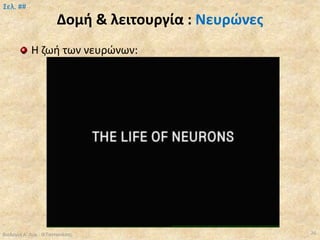 Δομή & λειτουργία : Νευρώνες
Η ζωή των νευρώνων:
Βιολογία Α' Λυκ.- Θ.Ταντανάσης 26
Σελ. ##
 