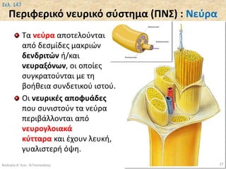 Περιφερικό νευρικό σύστημα (ΠΝΣ) : Νεύρα
Τα νεύρα αποτελούνται
από δεσμίδες μακριών
δενδριτών ή/και
νευραξόνων, οι οποίες
συγκρατούνται με τη
βοήθεια συνδετικού ιστού.
Οι νευρικές αποφυάδες
που συνιστούν τα νεύρα
περιβάλλονται από
νευρογλοιακά
κύτταρα και έχουν λευκή,
γυαλιστερή όψη.
Βιολογία Α' Λυκ.- Θ.Ταντανάσης 27
Σελ. 147
 